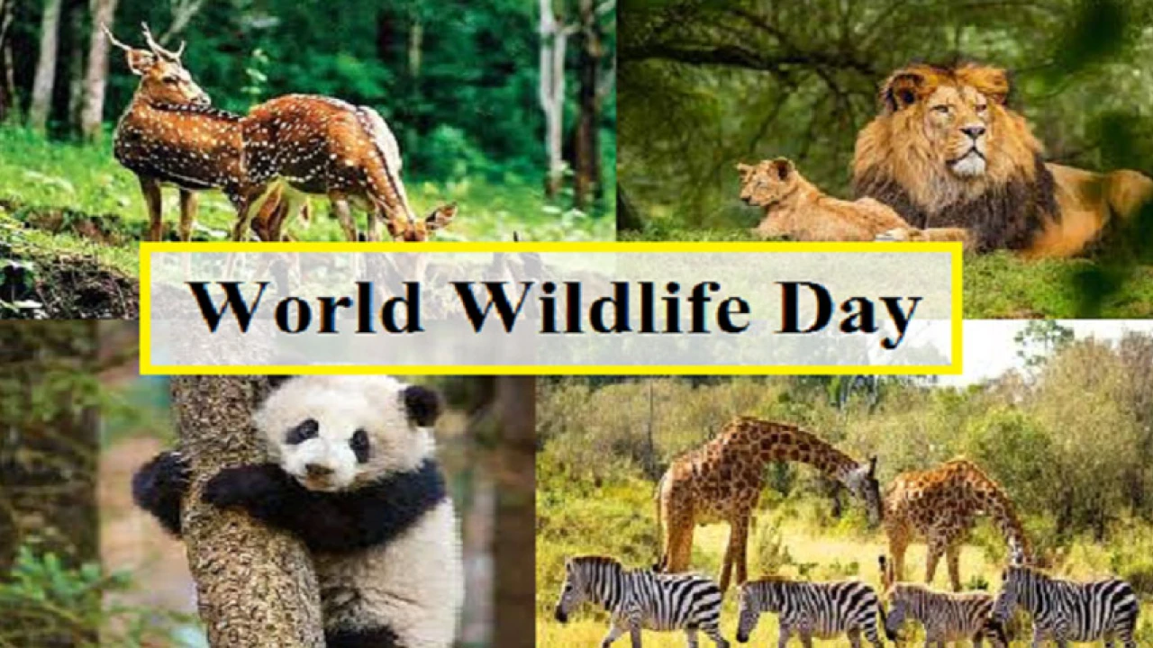 World Wildlife Day